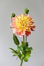 Dahlia flower by Carla Van Iersel thumbnail