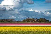 Bloembollenveld met wolken
