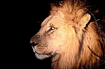 Lion by Night van Jonathan Rusch