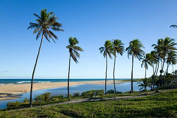 Palmenrij langs het strand van Praia do Forte, Brazilië. van Kees van Dun