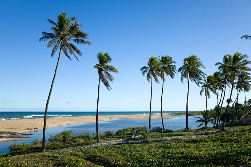 Palmen am Strand von Praia do Forte, Brasilien. von Kees van Dun
