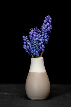 Still Life I - Grape Hyacinths