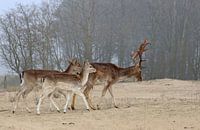 Damherten Fallow Deer Dama dama