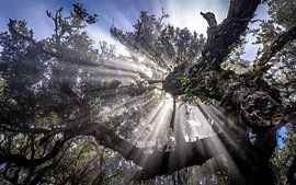 Fanal Forest, Madeira by Wim Westmaas