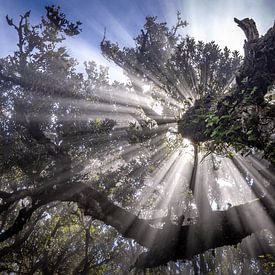 Fanal Forest, Madeira van Wim Westmaas
