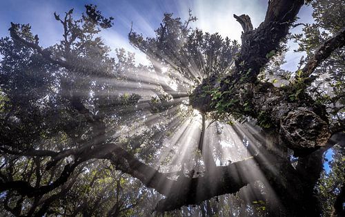 Fanal Forest, Madeira