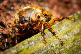 meikever van Johan Slagers