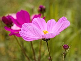 Cosmea