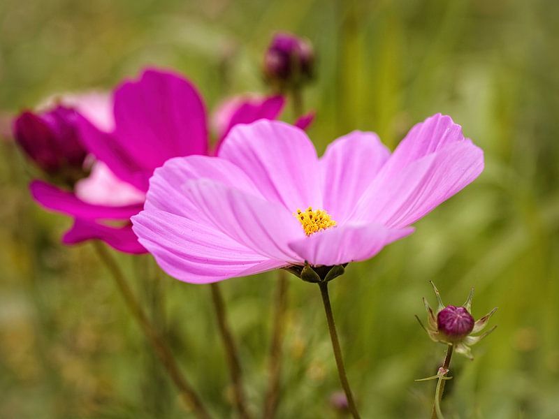 Cosmea by Rob Boon