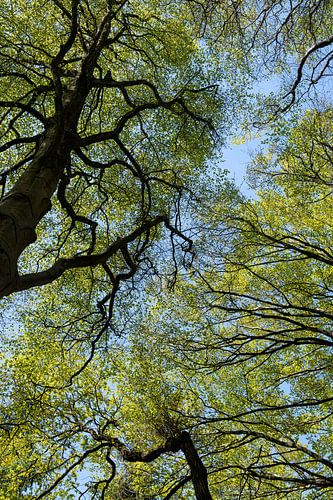 Boomkruinen in de lente