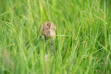 black-tailed godwit chick by Marcel van Kammen