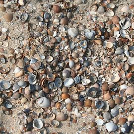 Shells on the beach by Queen Emma
