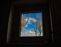 the view