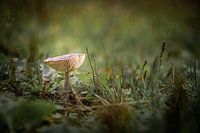 Auf einem großen Pilz