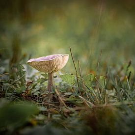 Sur un gros champignon sur Danique Habets