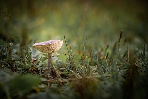 Sur un gros champignon sur Danique Habets