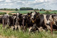Neugierige Kühe in Süd-Limburg von John Kreukniet Miniaturansicht