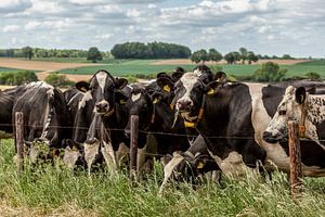 Neugierige Kühe in Süd-Limburg