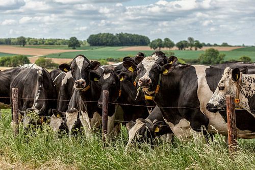 Nieuwsgierige koeien in Zuid-Limburg