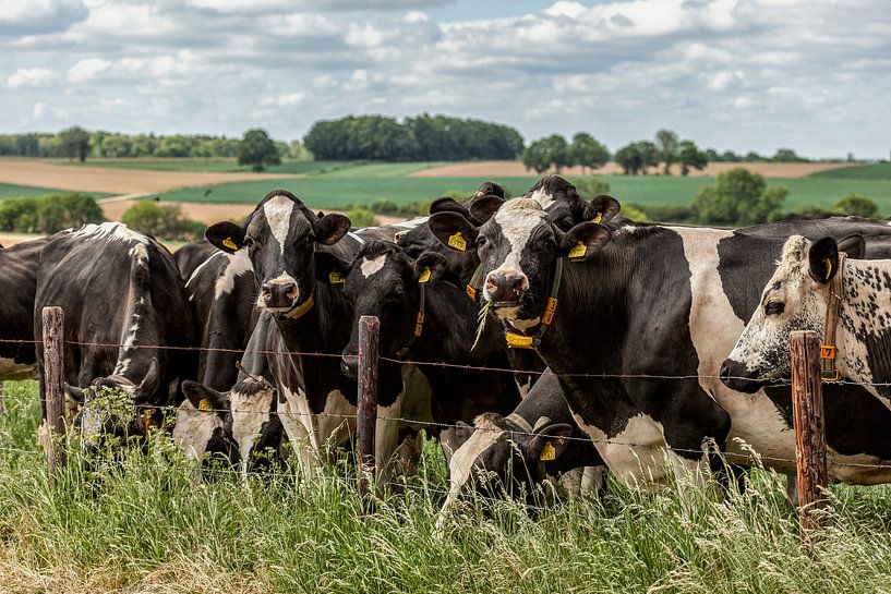 Neugierige Kühe in Süd-Limburg von John Kreukniet