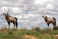 Dubbele spiesbok