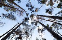 Hoge bomen vangen veel zon van Ken Huysmans thumbnail