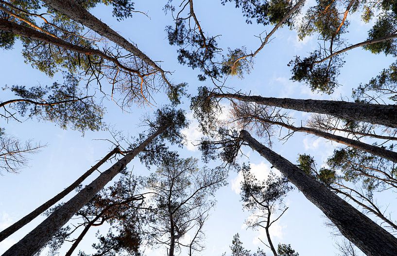 Hoge bomen vangen veel zon van Ken Huysmans