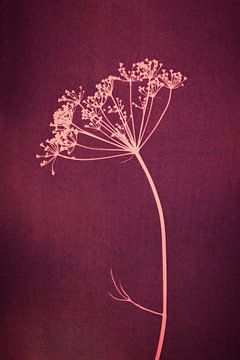 Botanical print of an umbellifer on fuchsia pink