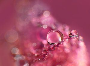 Violet Drops (Tropfen in Violett mit Bokeh)