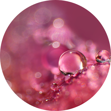 Violet Drops (Druppels in violet met bokeh) van Caroline Lichthart