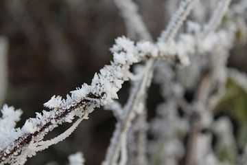 Wit als sneeuw  von Amber Garrits