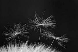 pluisjes van de paardenbloem von Wil Wouters