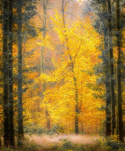 Kleurrijke herfst in de bossen bij Gasselte | Drenthe, Nederland