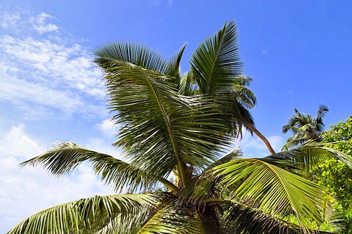 Palmbomen op tropische stranden in de Seychellen