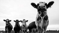 curious cows black and white