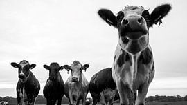 curious cows black and white by Liv ter Riet