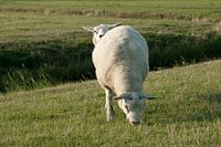 Tweekoppig schaap / twee schapen (Terschelling, Nederland)