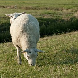 Tweekoppig schaap / twee schapen (Terschelling, Nederland) van Irene Cecile