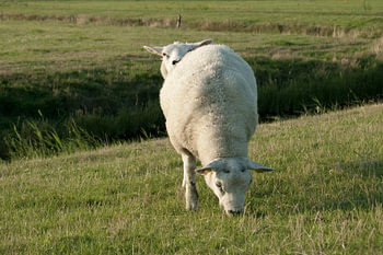 Two-headed sheep / two sheep (Terschelling, Netherlands)