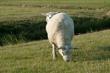 Tweekoppig schaap / twee schapen (Terschelling, Nederland) van Irene Cecile