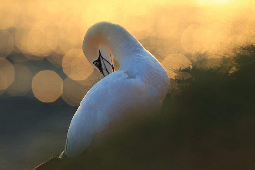 Gannets Helgoland Island Germany by Frank Fichtmüller