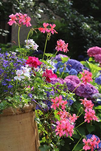 Ein Topf voller bunter Geranienblüten