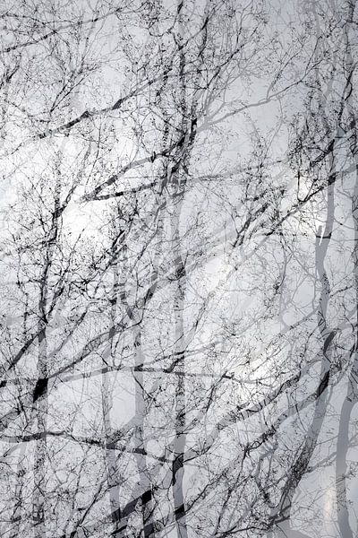 Winter time in the forest by Thomas Jäger