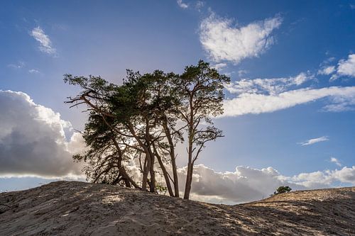 paysage de sable à la dérive Beerze