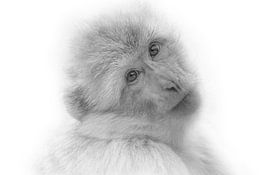 Jou mooie ogen by Ron Meijer Photo-Art