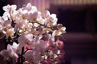 Kleine witte en roze orchidee in een woonkamer van Mike Attinger thumbnail