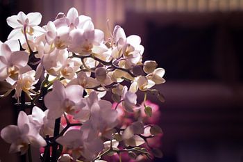 Kleine witte en roze orchidee in een woonkamer