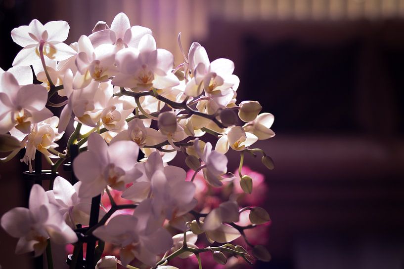 Kleine witte en roze orchidee in een woonkamer van Mike Attinger