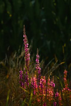 Feldblume von Christian Wernicke Photography
