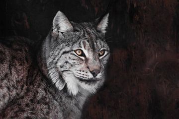 Lynx sérieux, yeux orange, cheveux gris, sur Michael Semenov